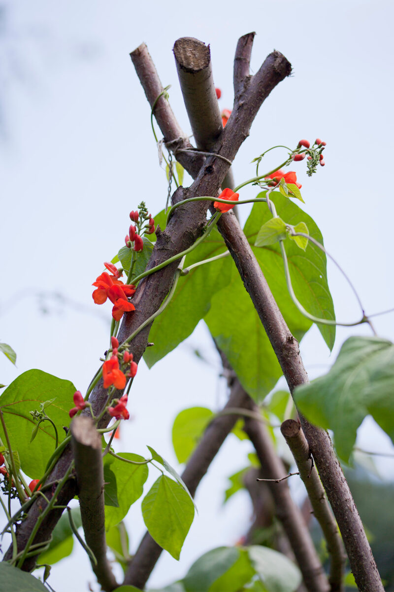pruned branches supporting climbing beans