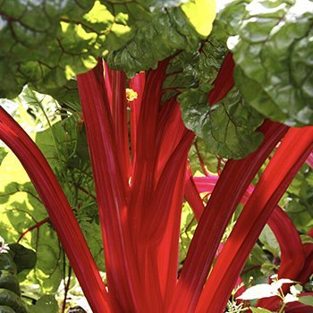 Swiss Chard Rhubarb