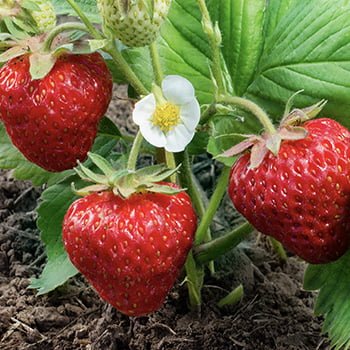 strawberry malling champion