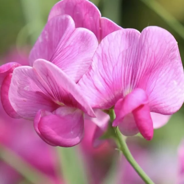 AGM Perennial Sweet Pea pink