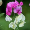 AGM Perennial Sweet Pea white and pink