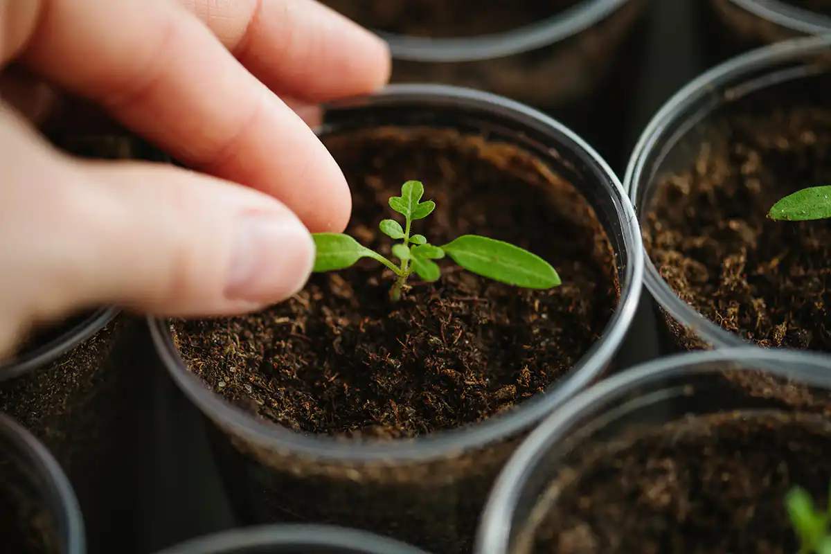 Hand touching leaf of young seedling
