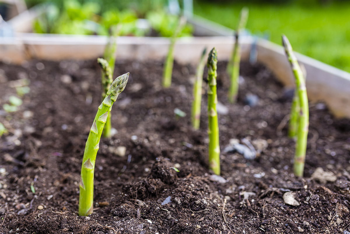asparagus growing in raised bed
