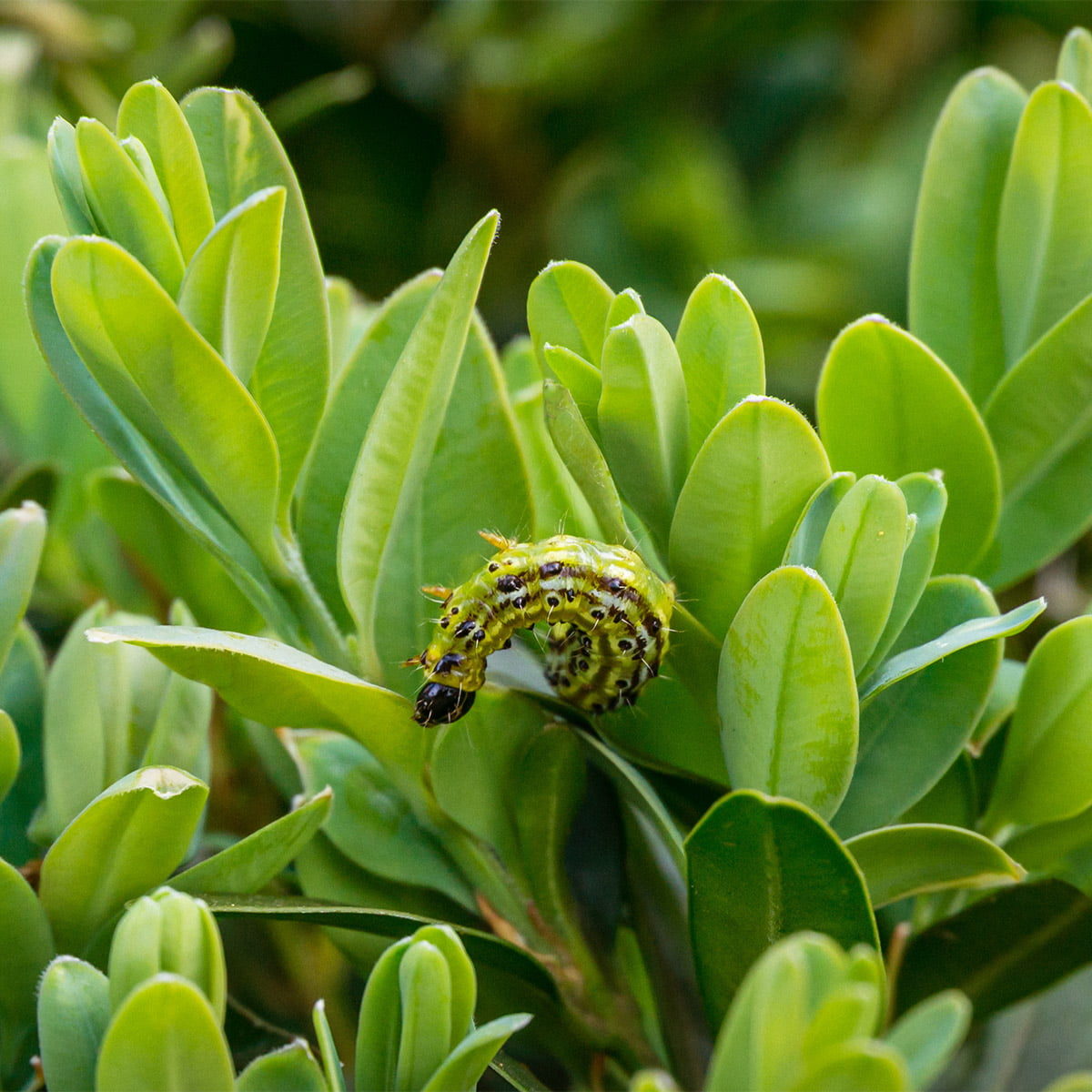 box tree moth caterpillar
