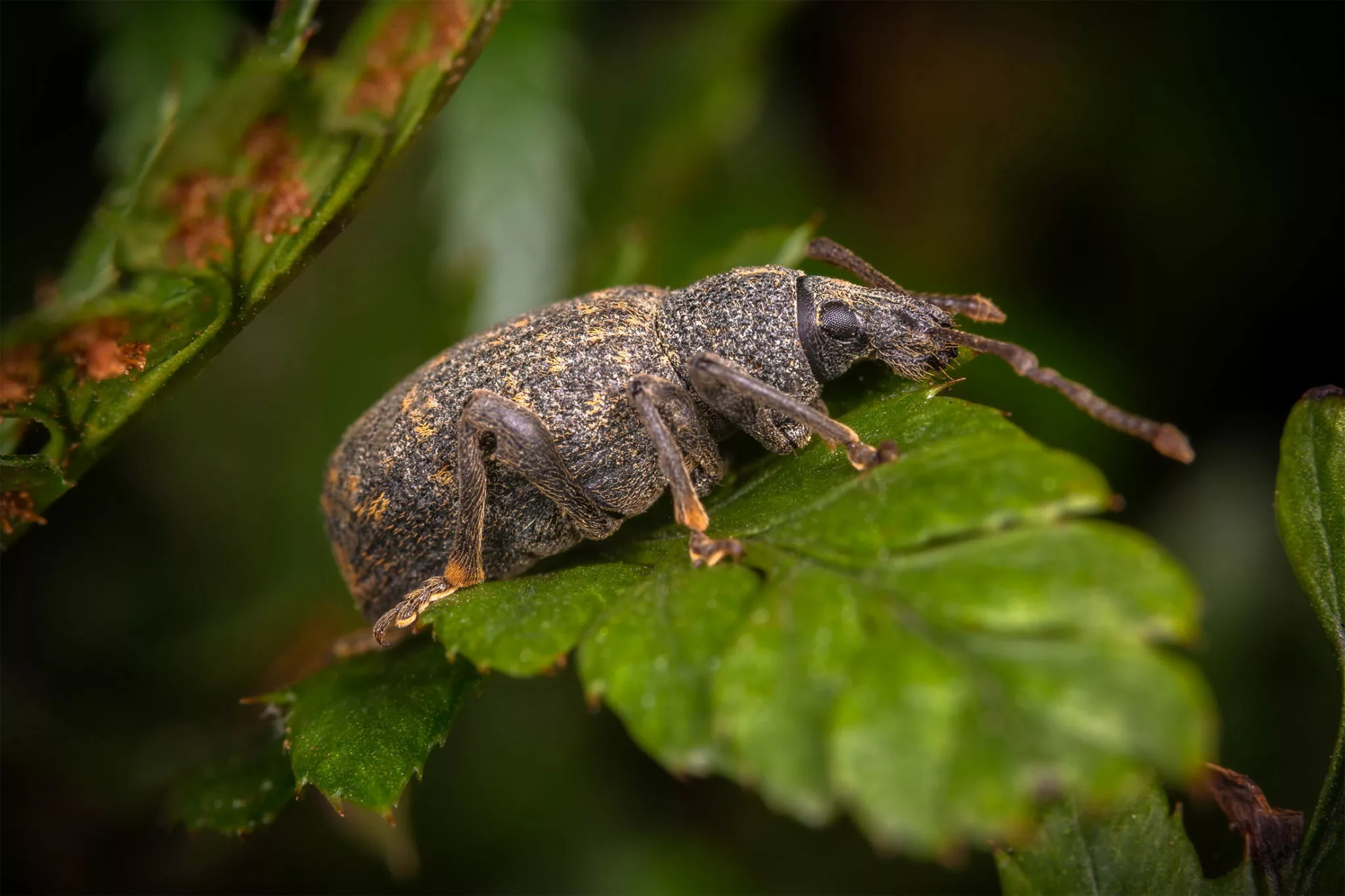 vine weevil close up