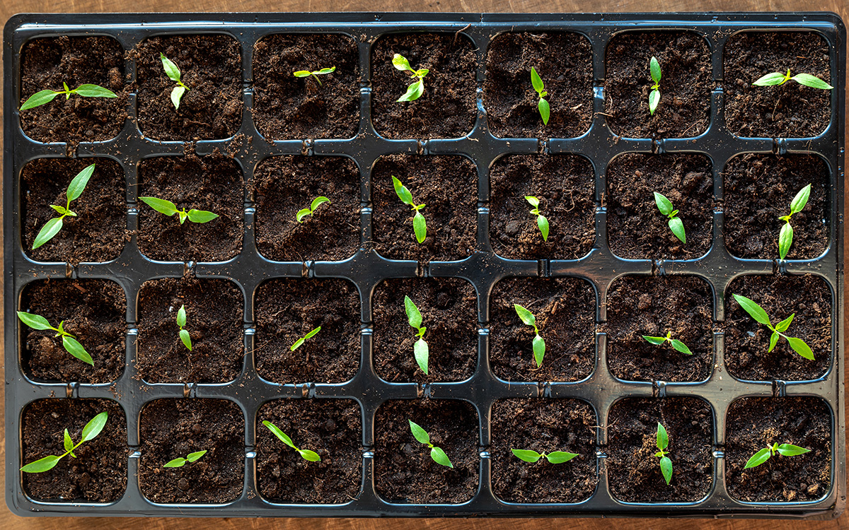 Seed modules filled with compost and seedlings