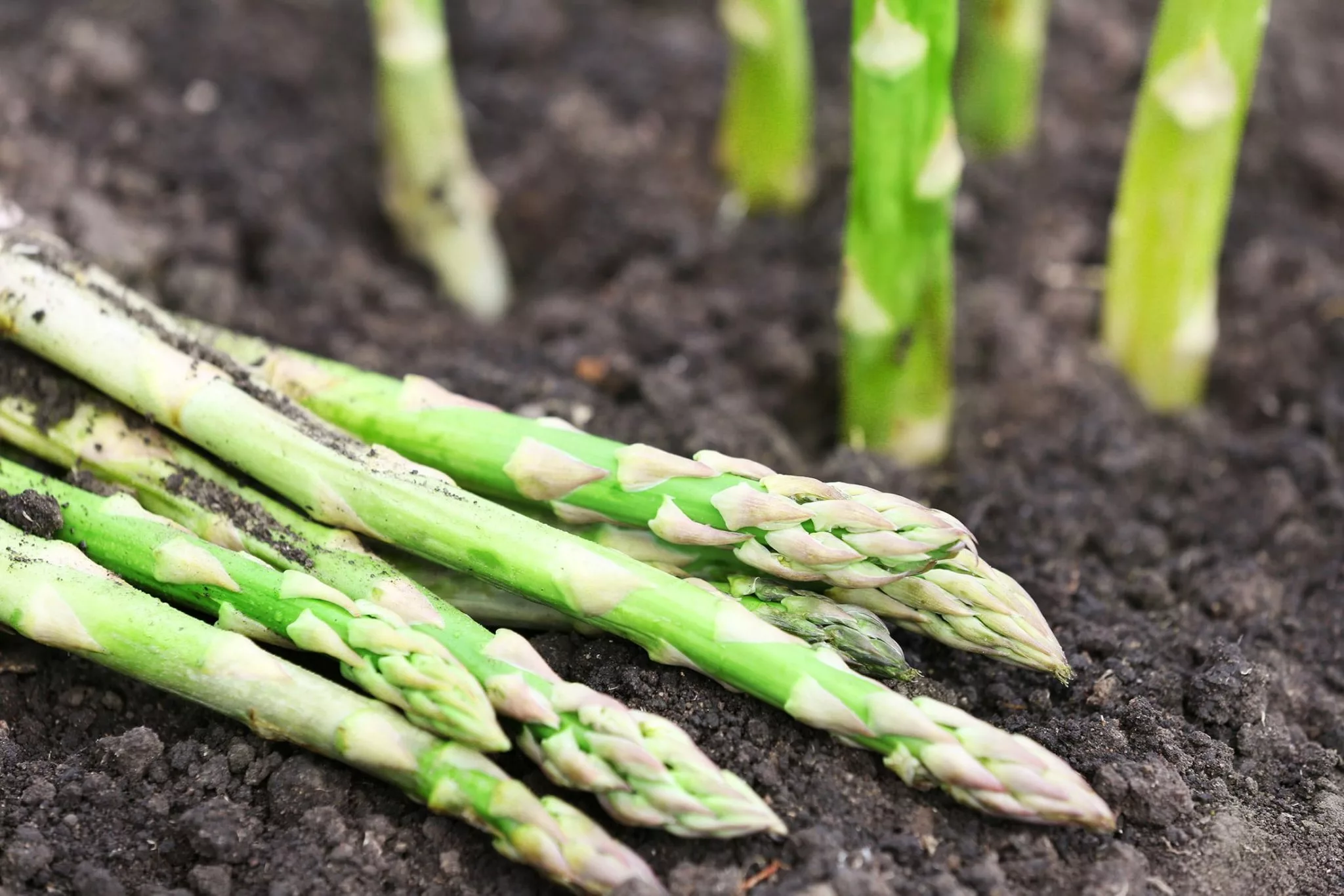 harvested asparagus spears