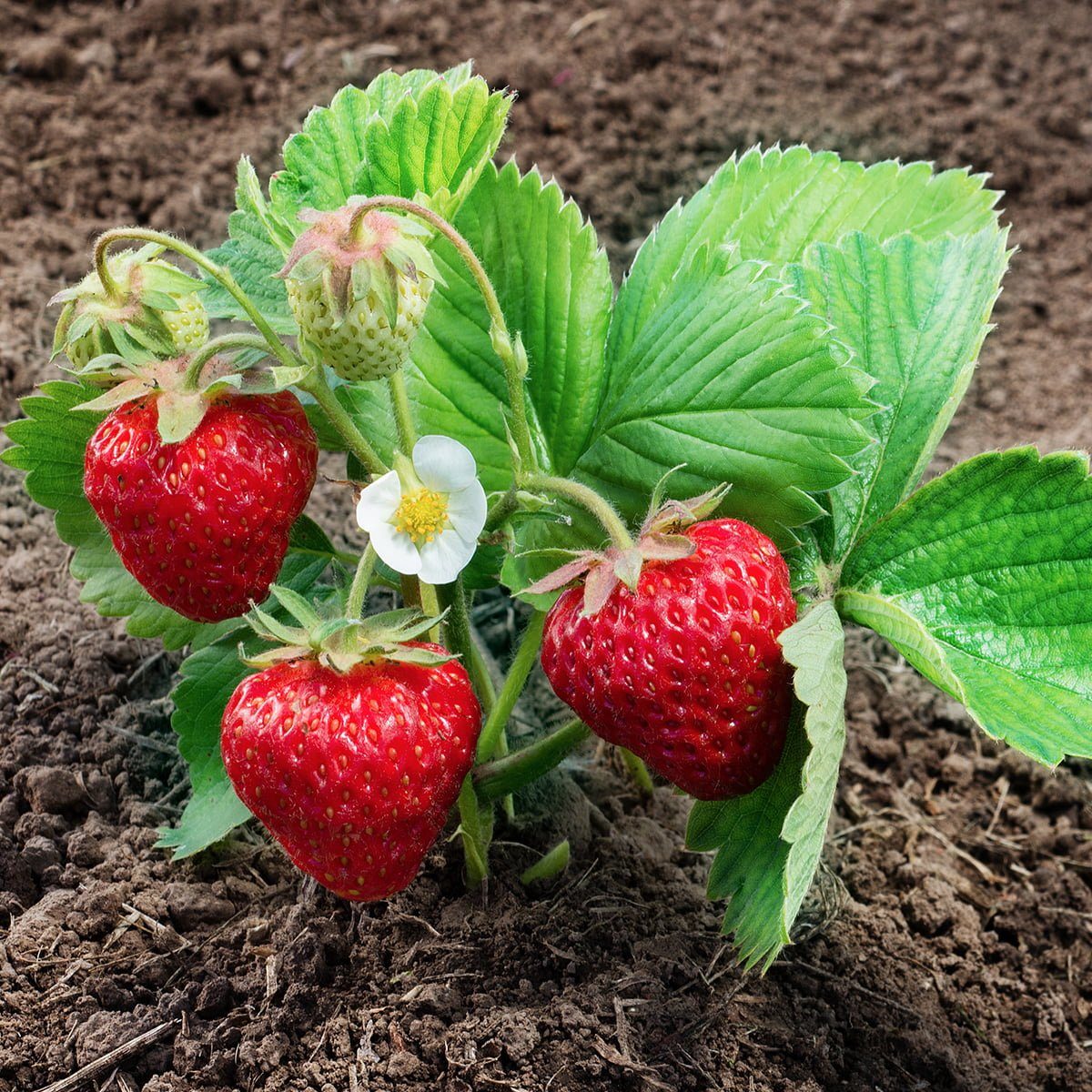strawberry malling champion plant growing