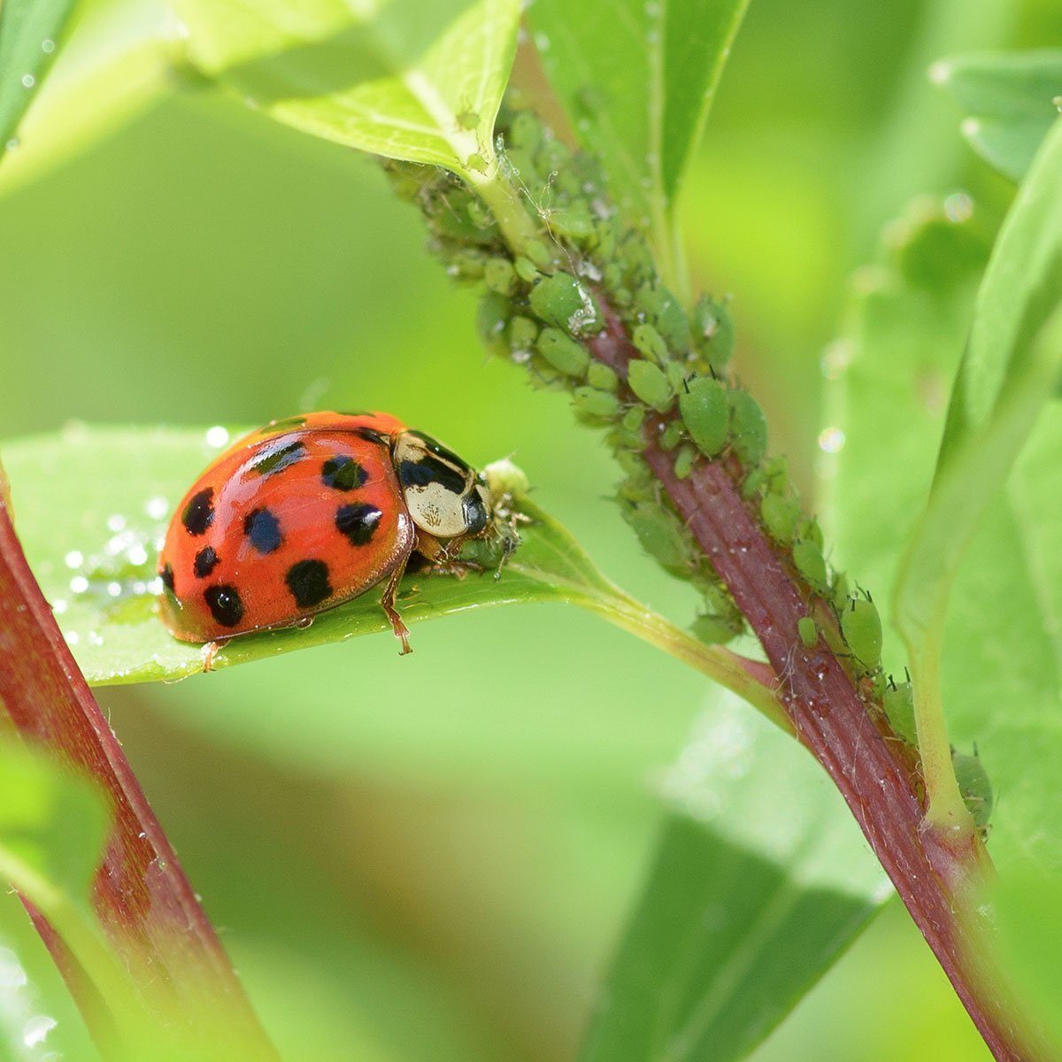 ladybird and aphids