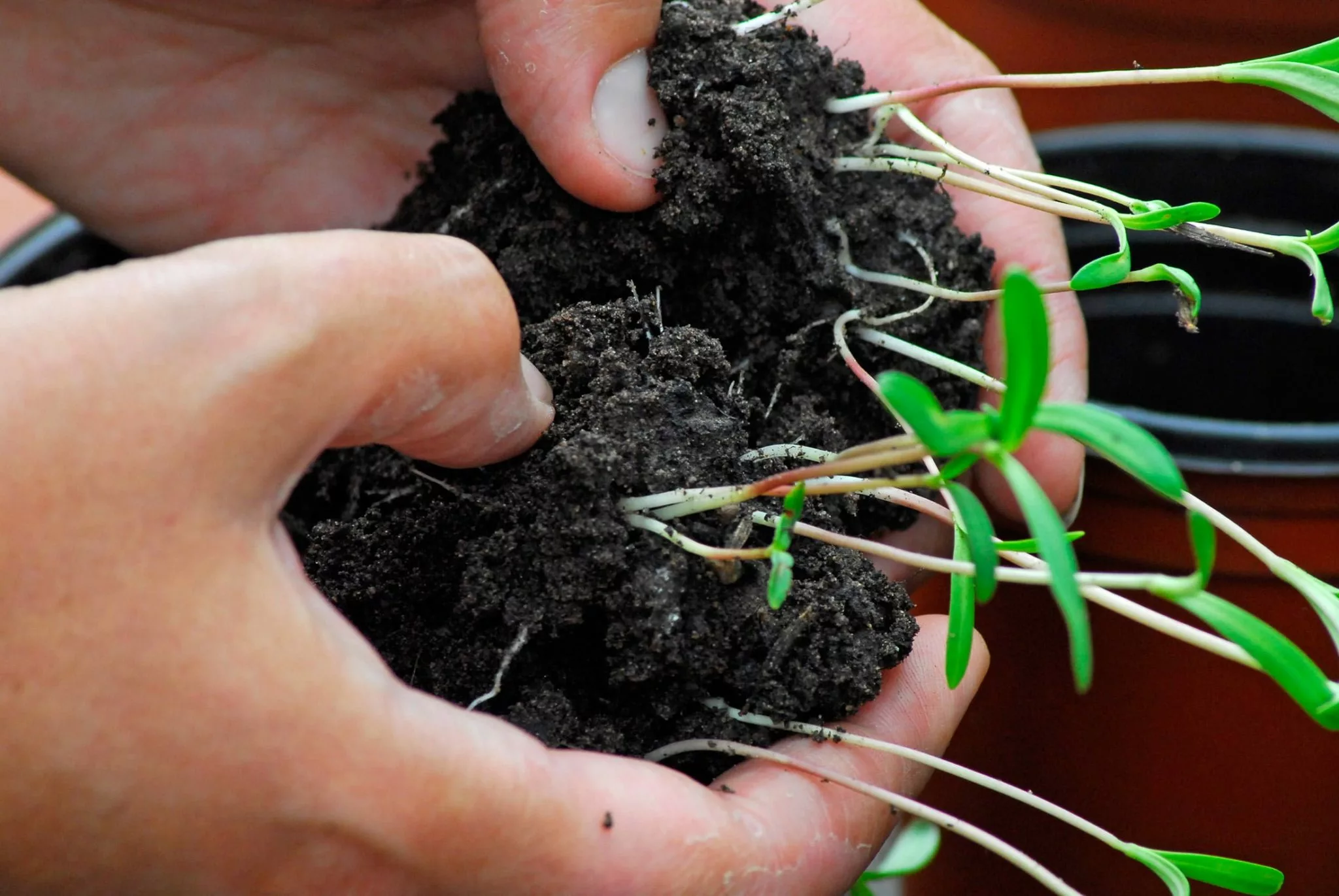 Splitting cosmos seedlings