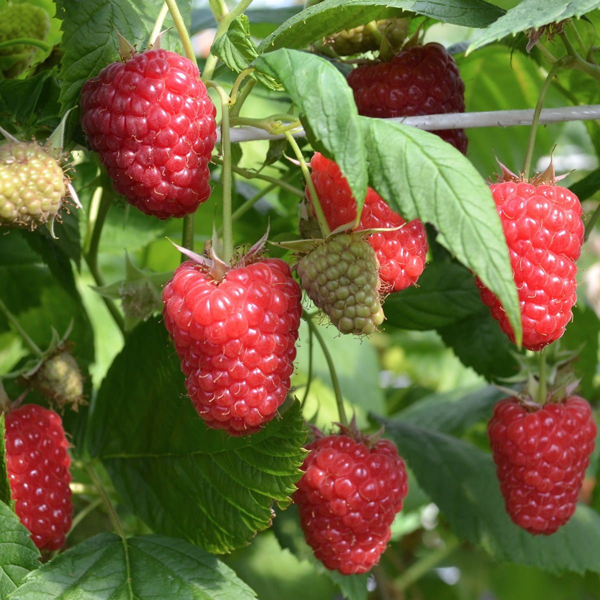 Raspberry Enrosadira fruits
