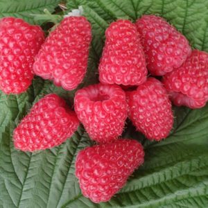 raspberry Glen Carron fruits