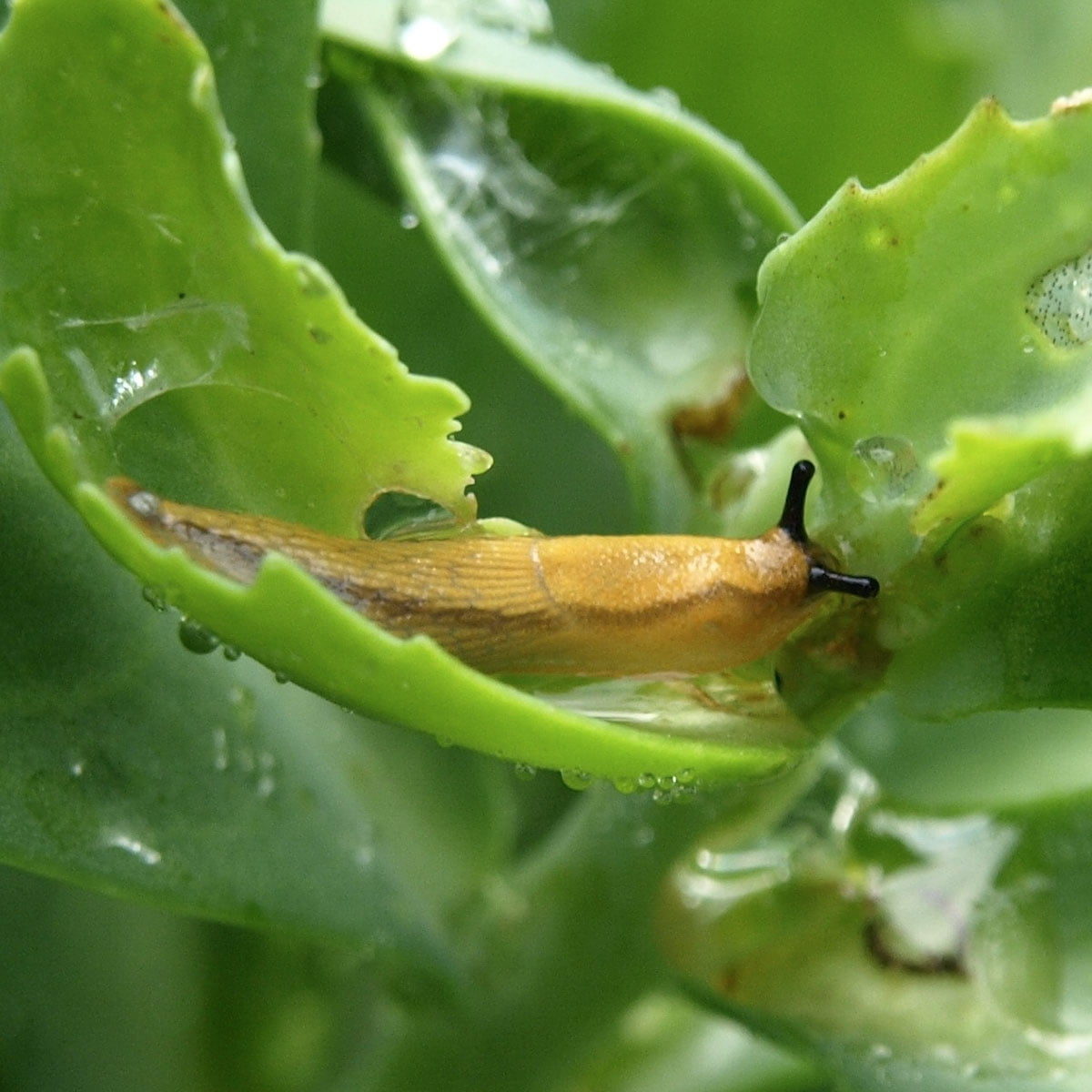 slug on leaf