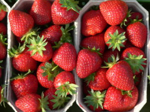 punnets of strawberry malwina fruits