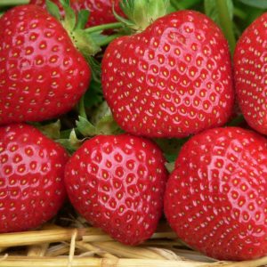close up of strawberry Malwina fruits