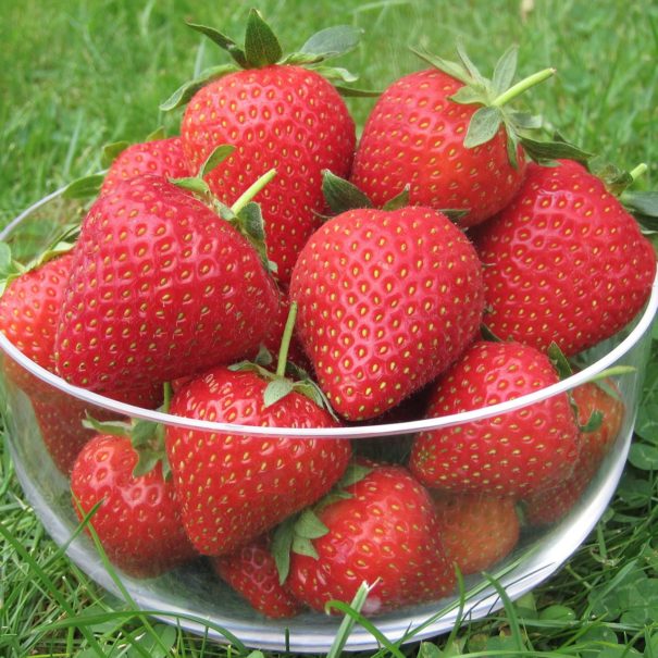 bowl of Strawberry vibrant fruits