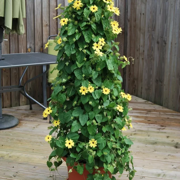 Twister in pot with Black Eye Susan