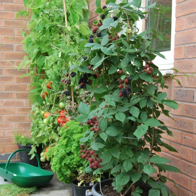 Twisters with blackberry plants and tomatoes