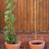 Plant twisters in pot and with tomatoes