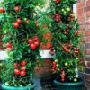 Plant twisters with tomatoes