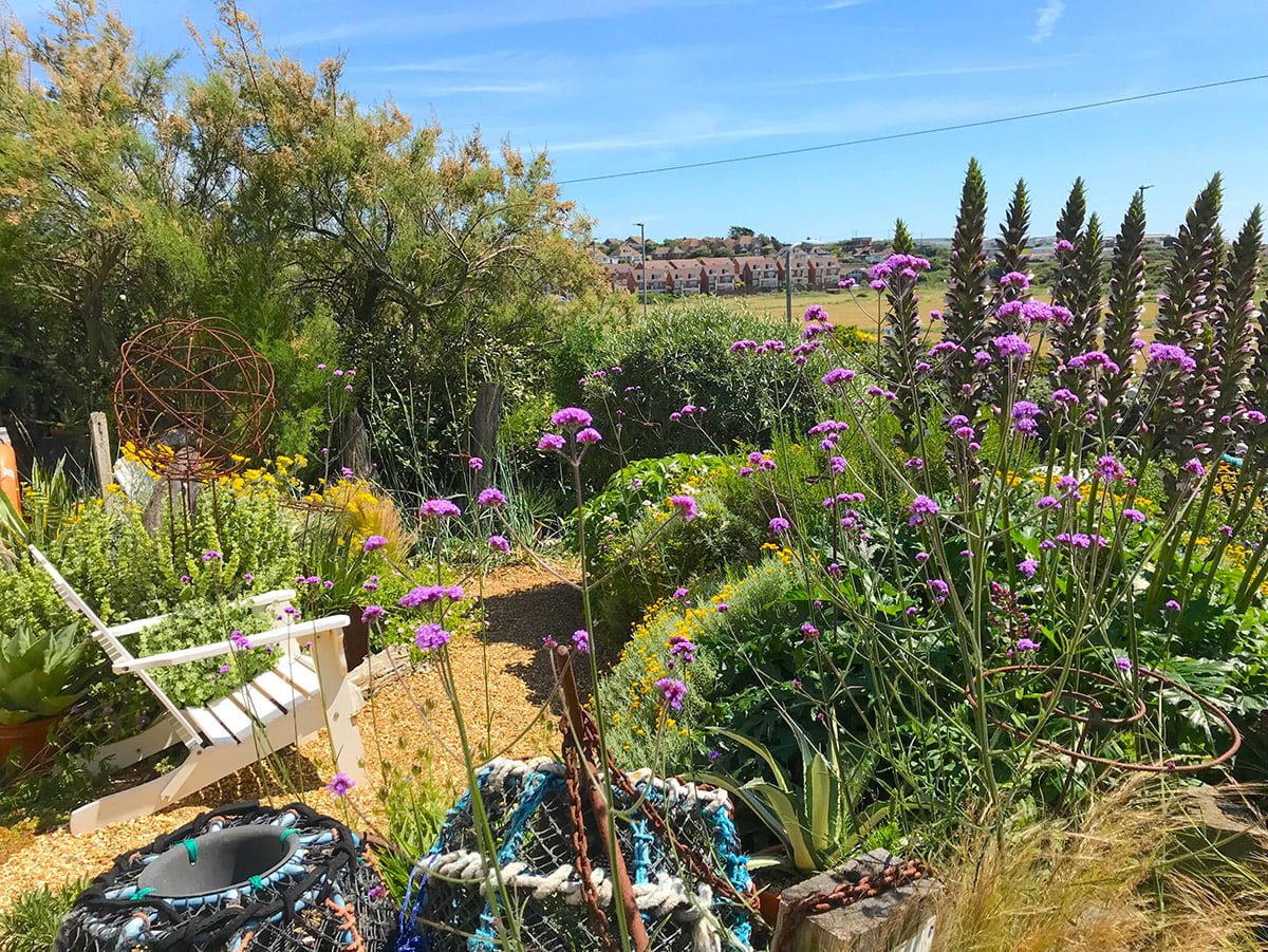 Verbena and acanthus at Driftwood Garden