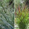 AGM Switch Grass Collection