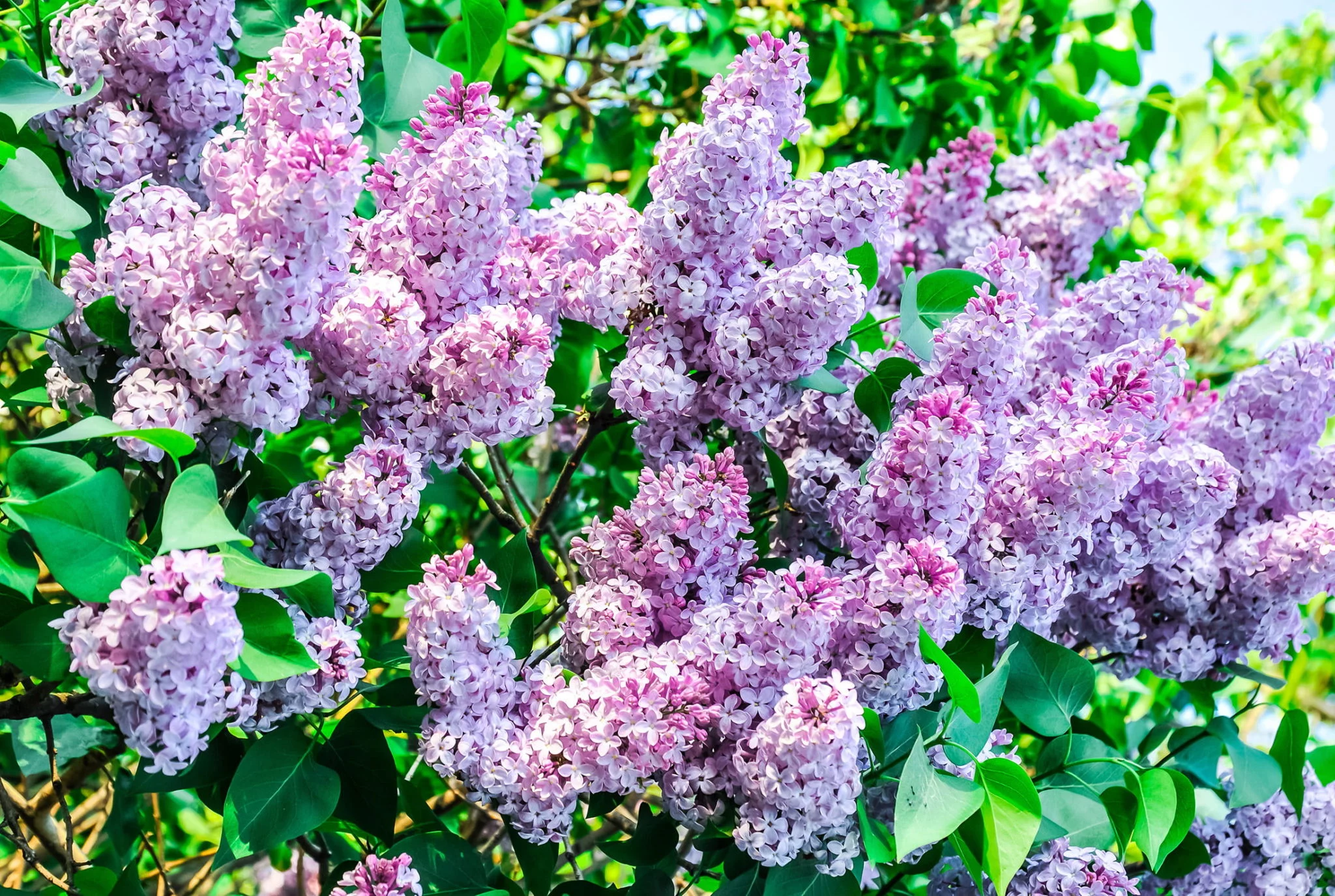Lilac shrub in flower