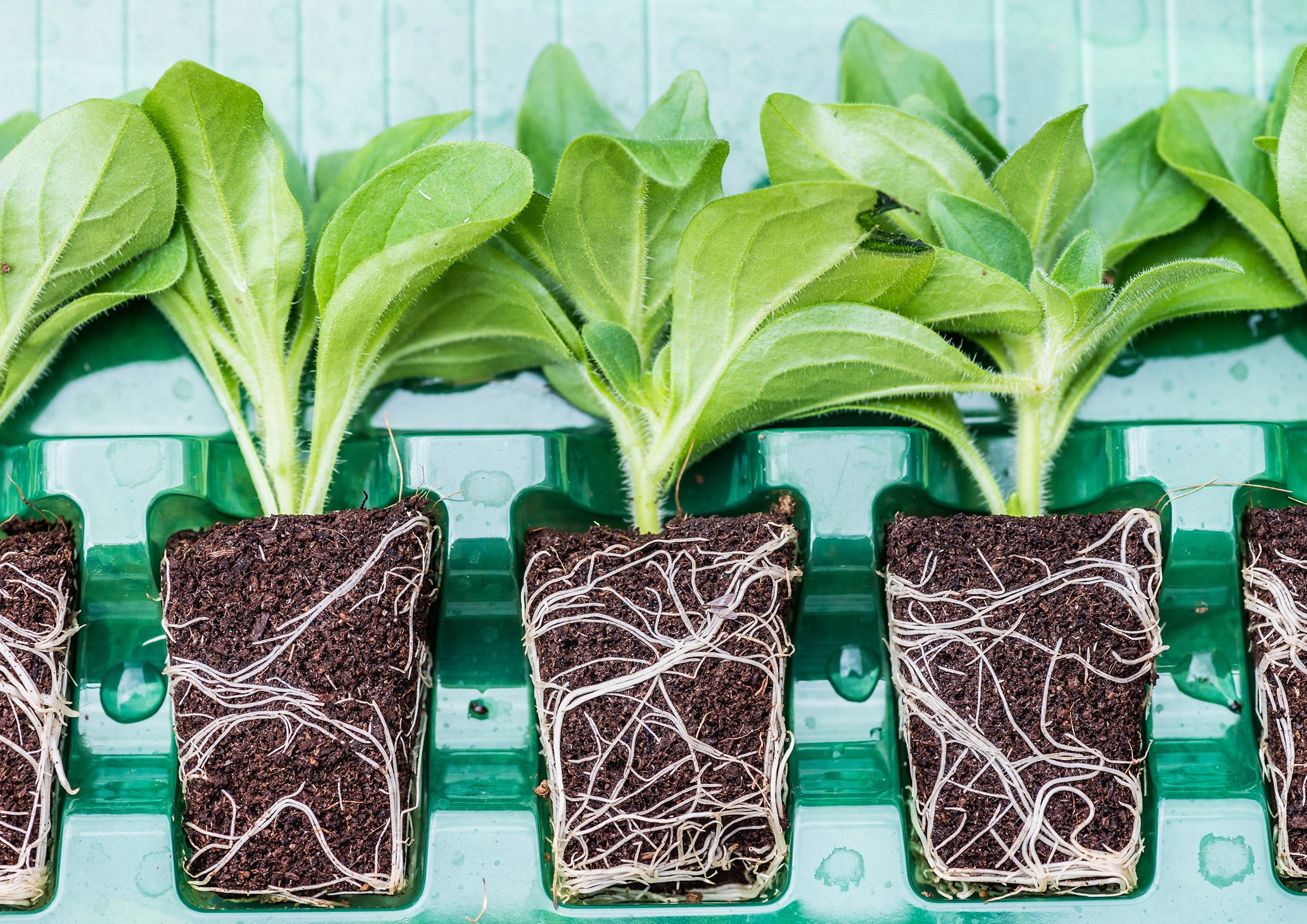 How to Grow Plug Plants Gardening Advice from Martyn Cox