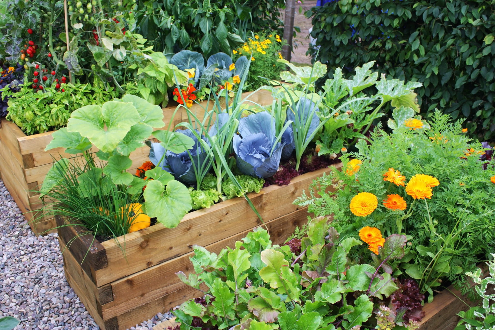 growing veg for one in raised beds