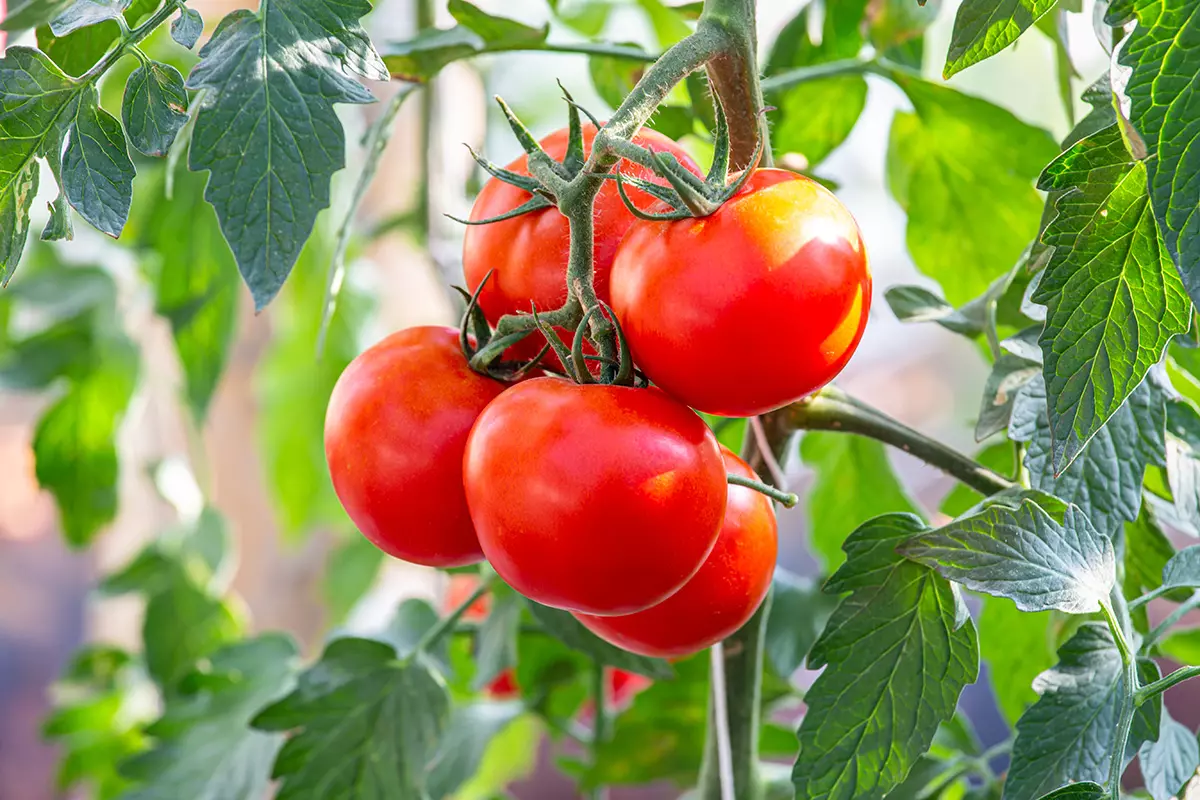 AdobeStock 554658202 1200px.jpg