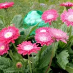 Flower Power Watering Globe in pot