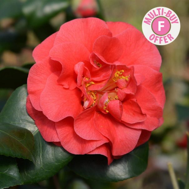 Camellia Lady Campbell