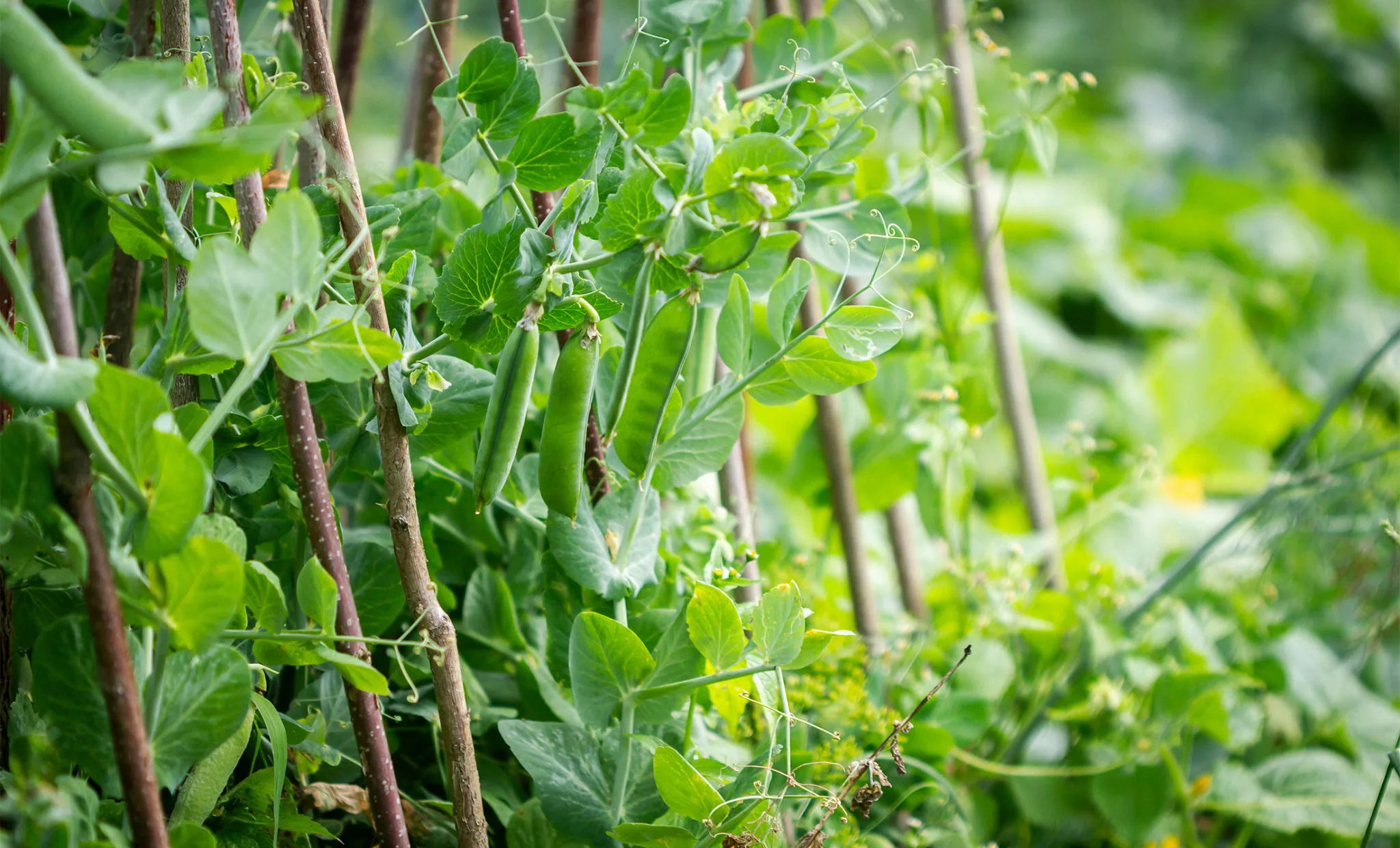 natural twig plant supports