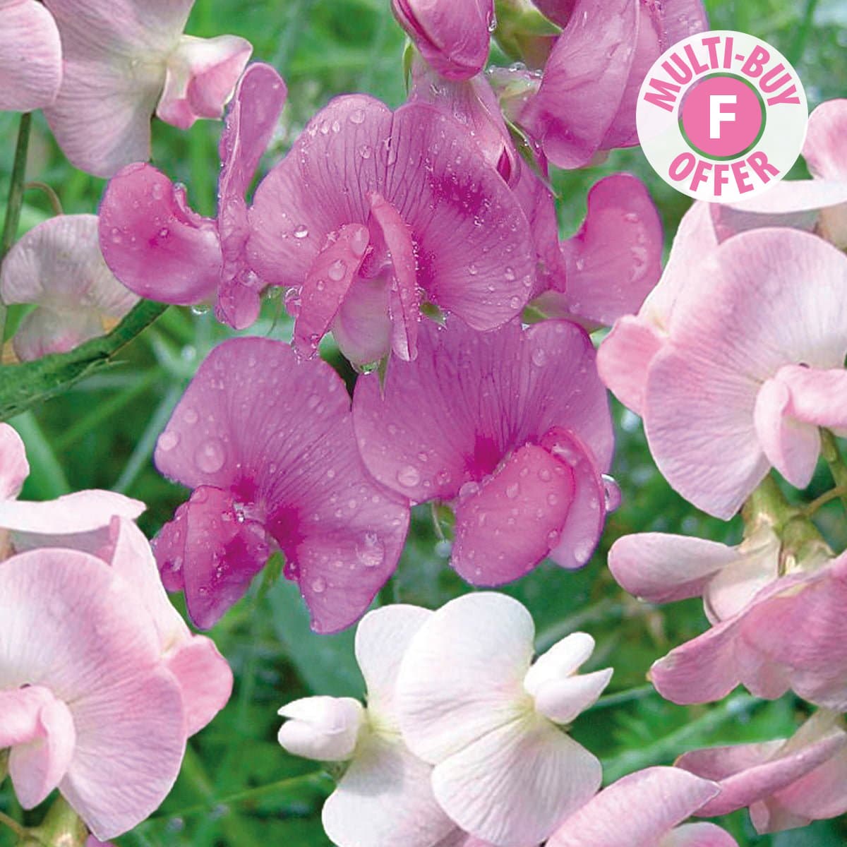 Award Winning Perennial Sweet Peas Plants Richard Jackson Garden