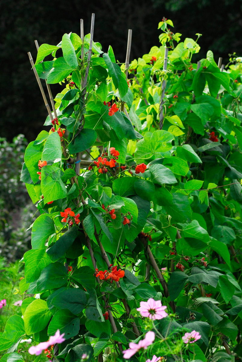 Cane wigwams supporting runner beans