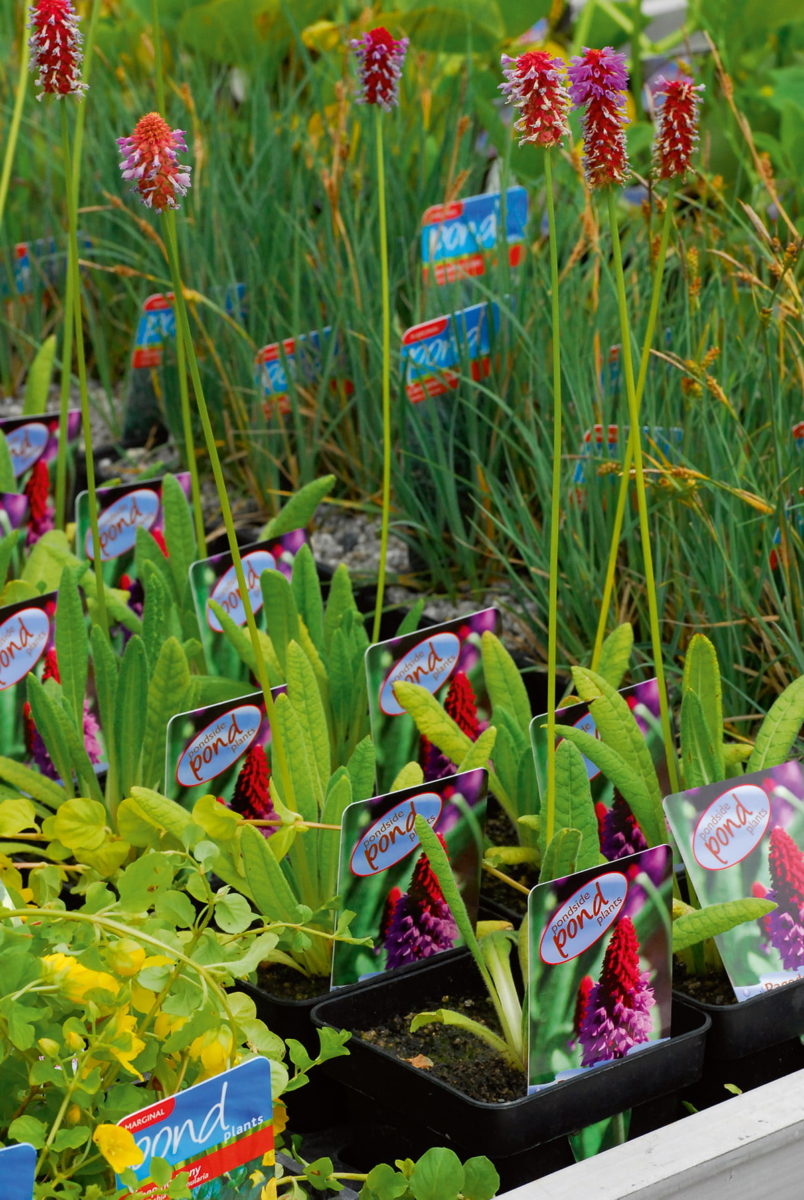 pond plants on sale