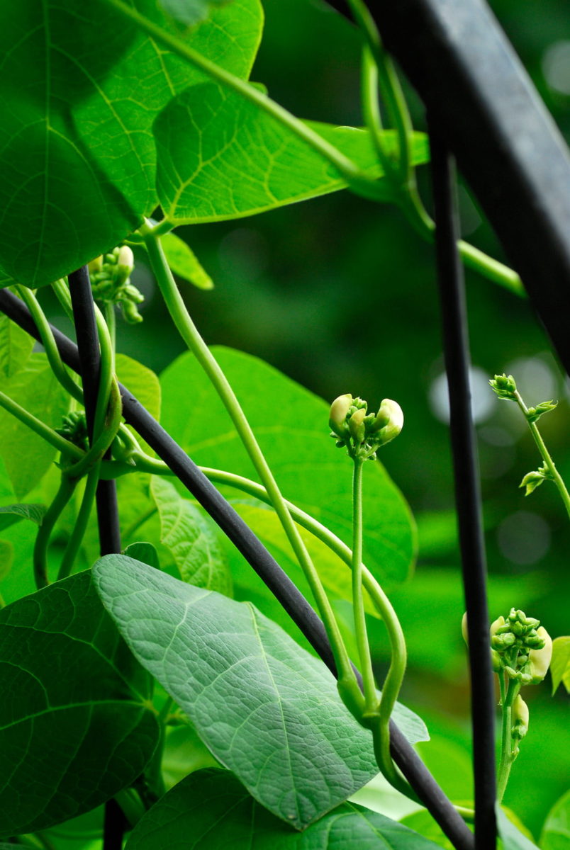 Twining climber stems
