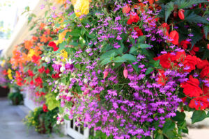 colourful hanging baskets