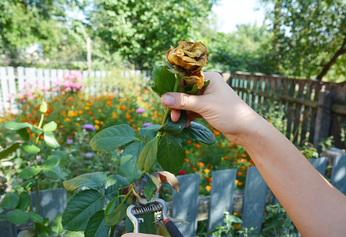 woman about to dead-head rose bloom