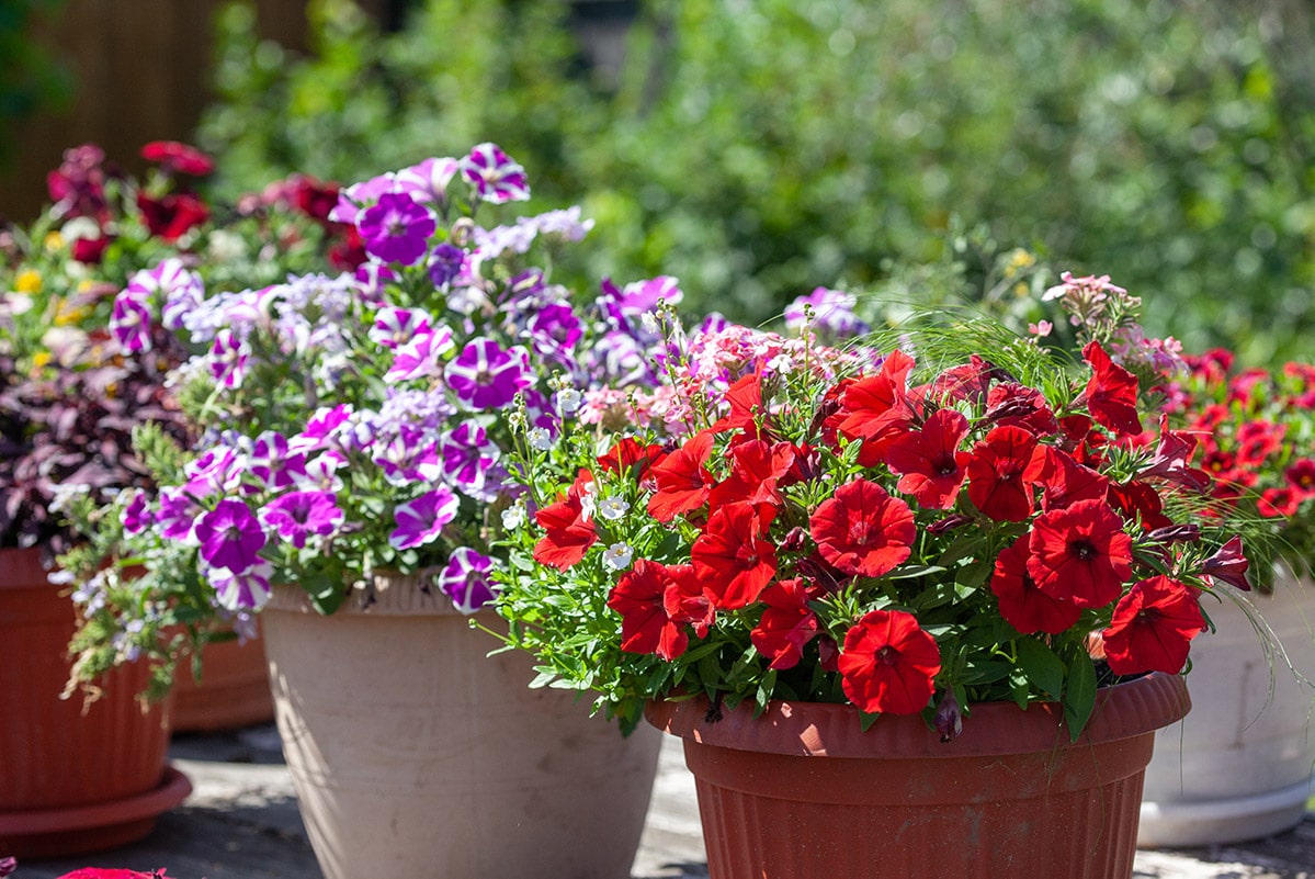 petunias in containers in sun