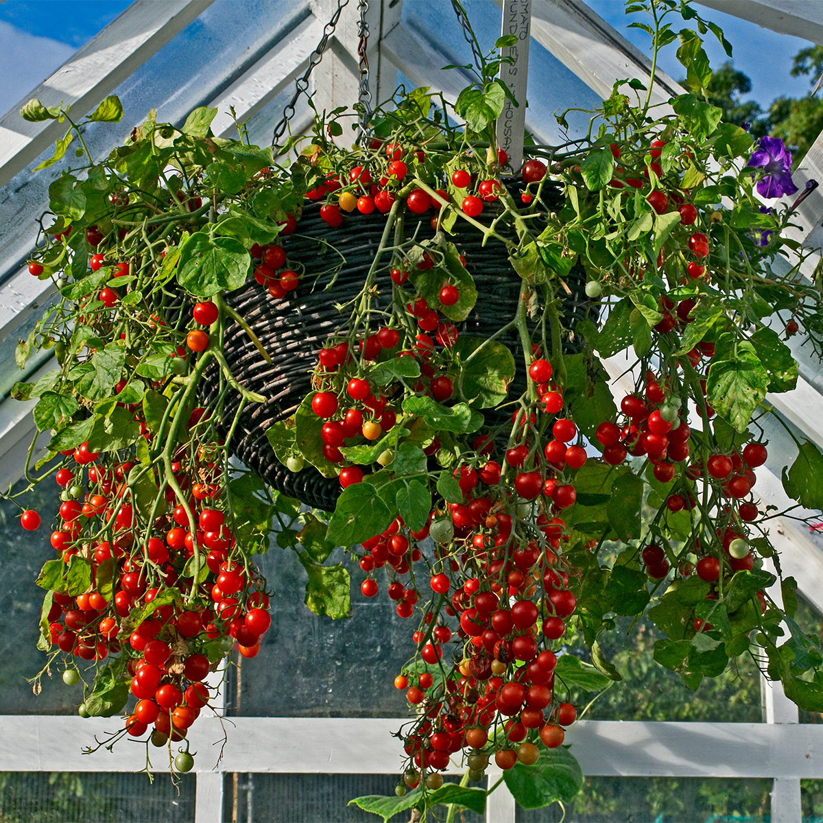 Hundreds & Thousands tomatoes growing in a hanging basket