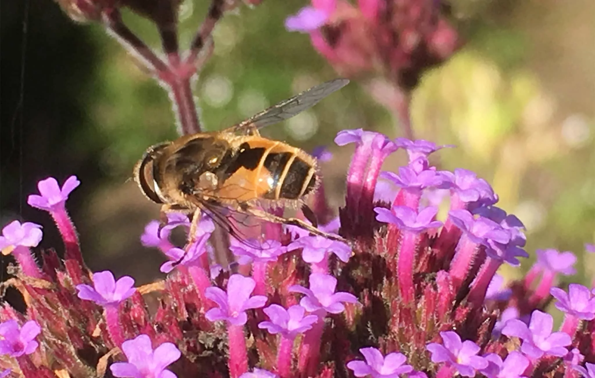 Hoverfly on verbena