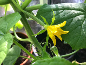 close up of organically grown courgette plant