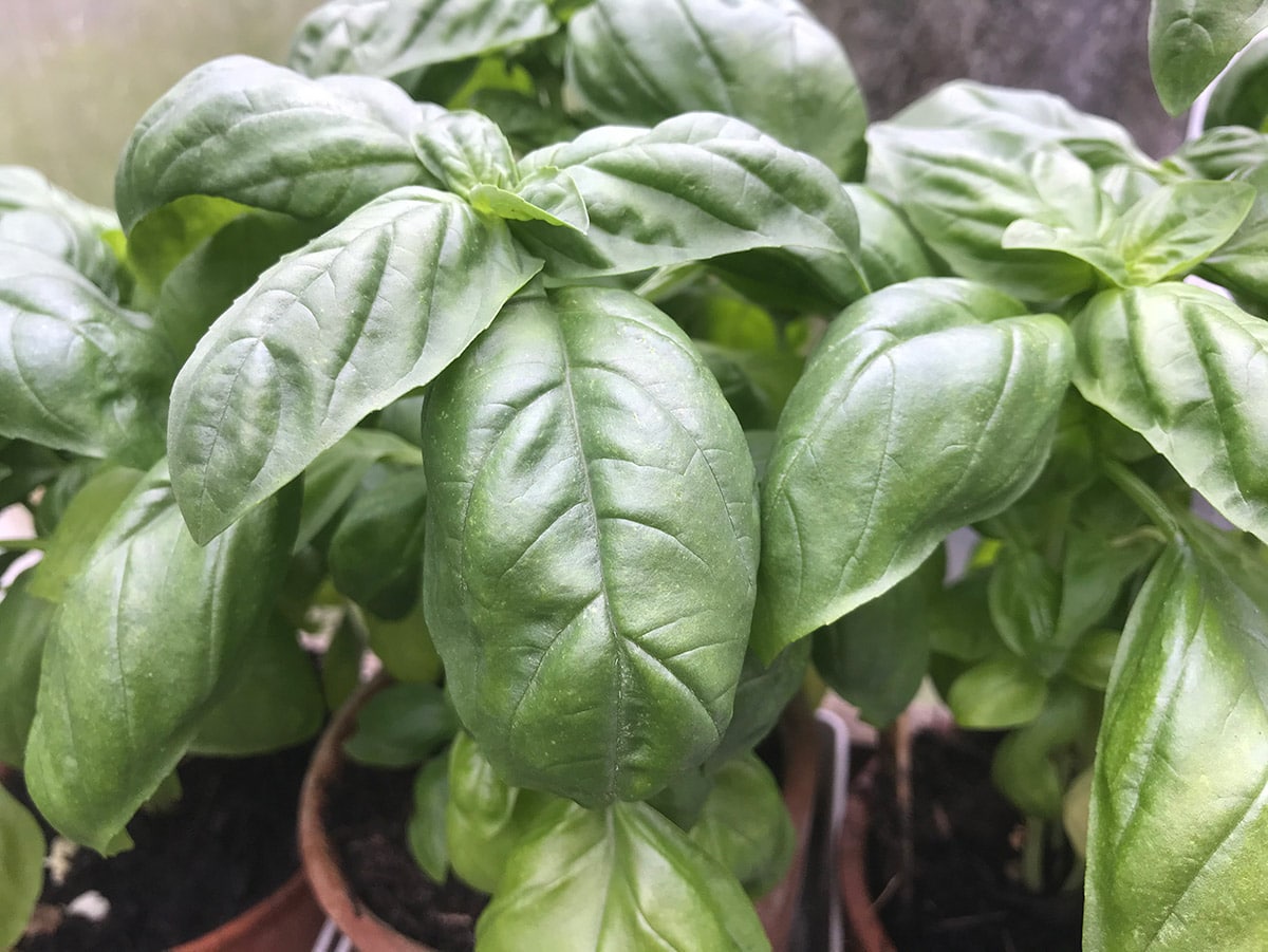 organically grown basil