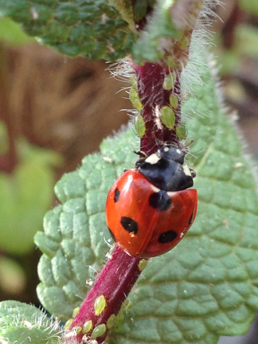 Ladybird eating aphids