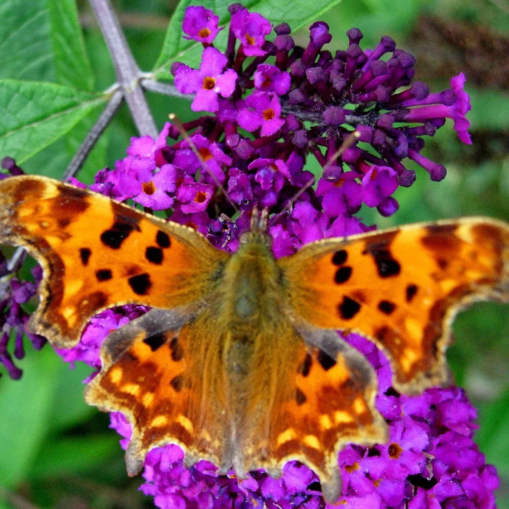Comma Butterfly