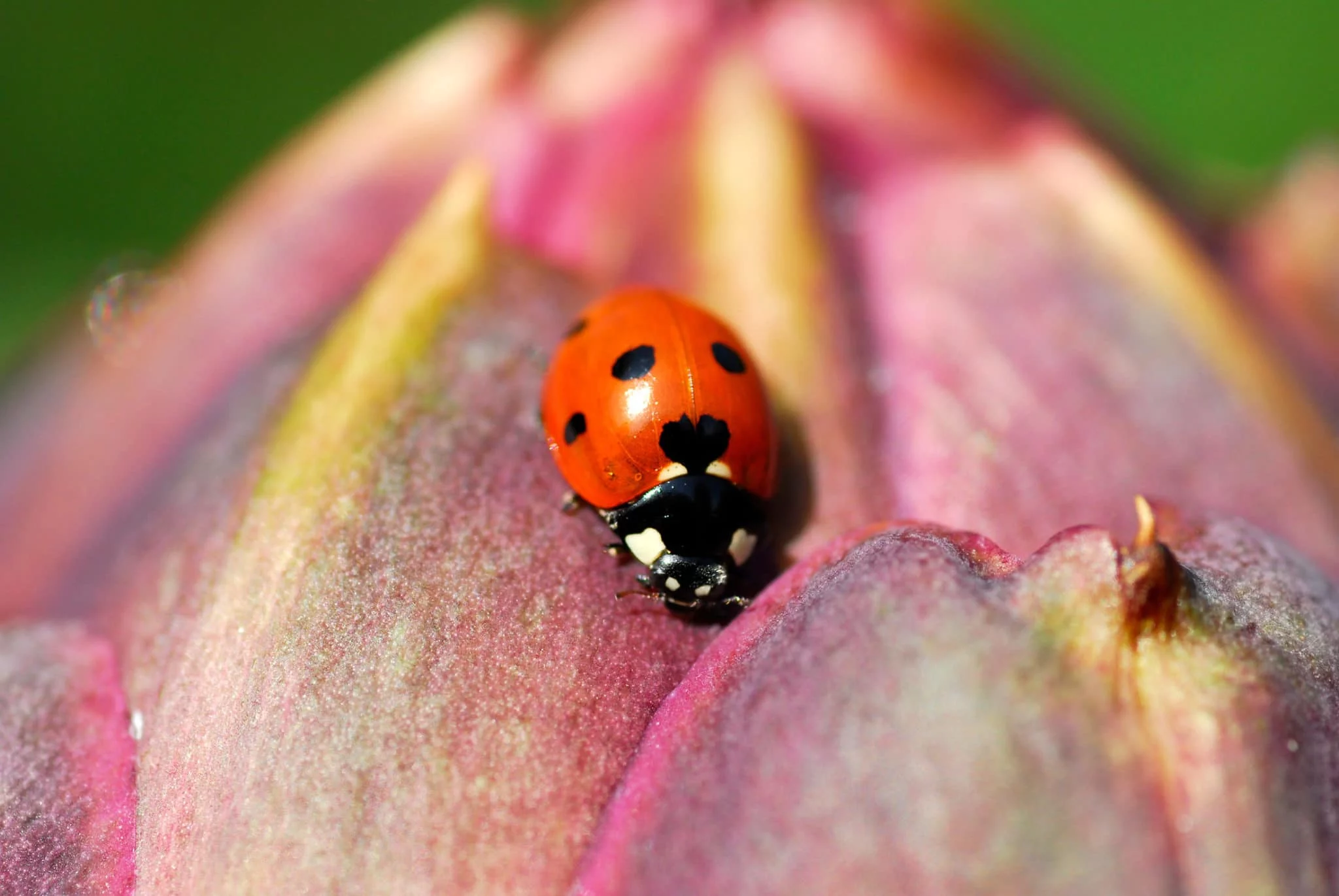 close up of ladybird