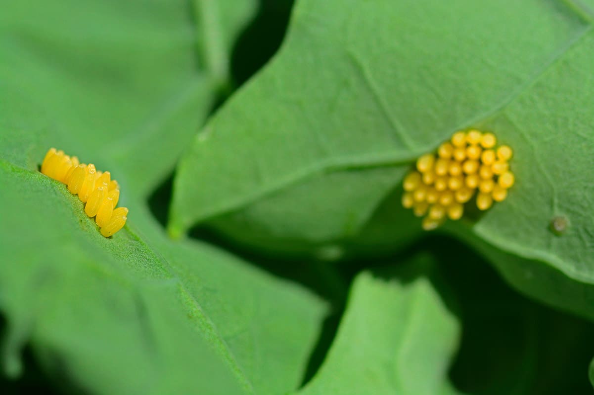 Cabbage White butterfly eggs on leaf