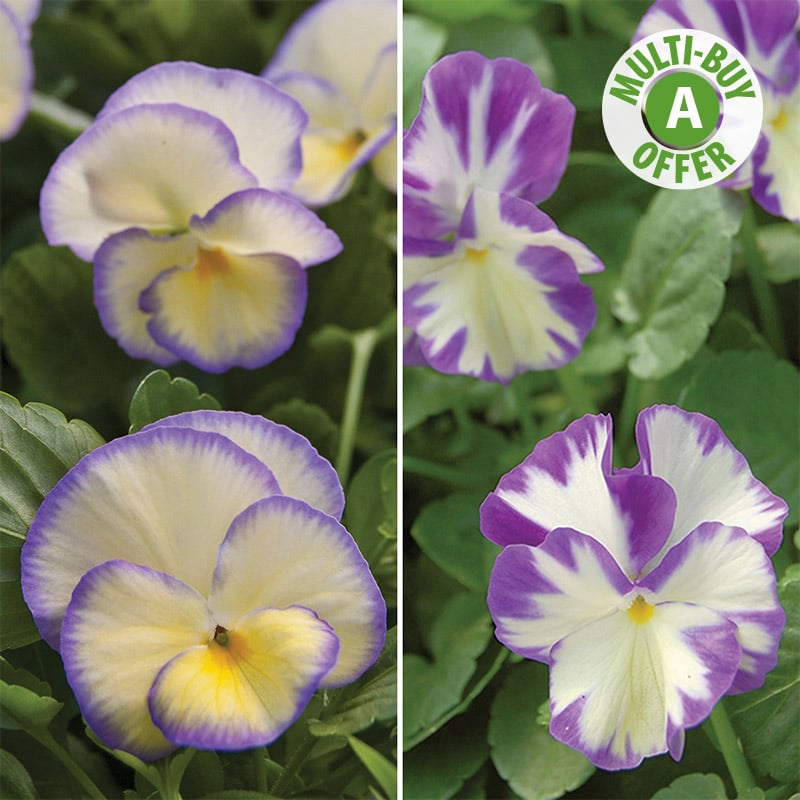 Perennial Violas Richard Jackson Garden