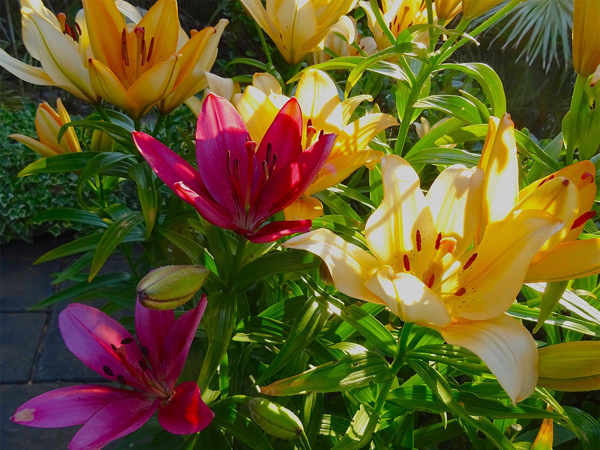 Margaret's lilies at Driftwood